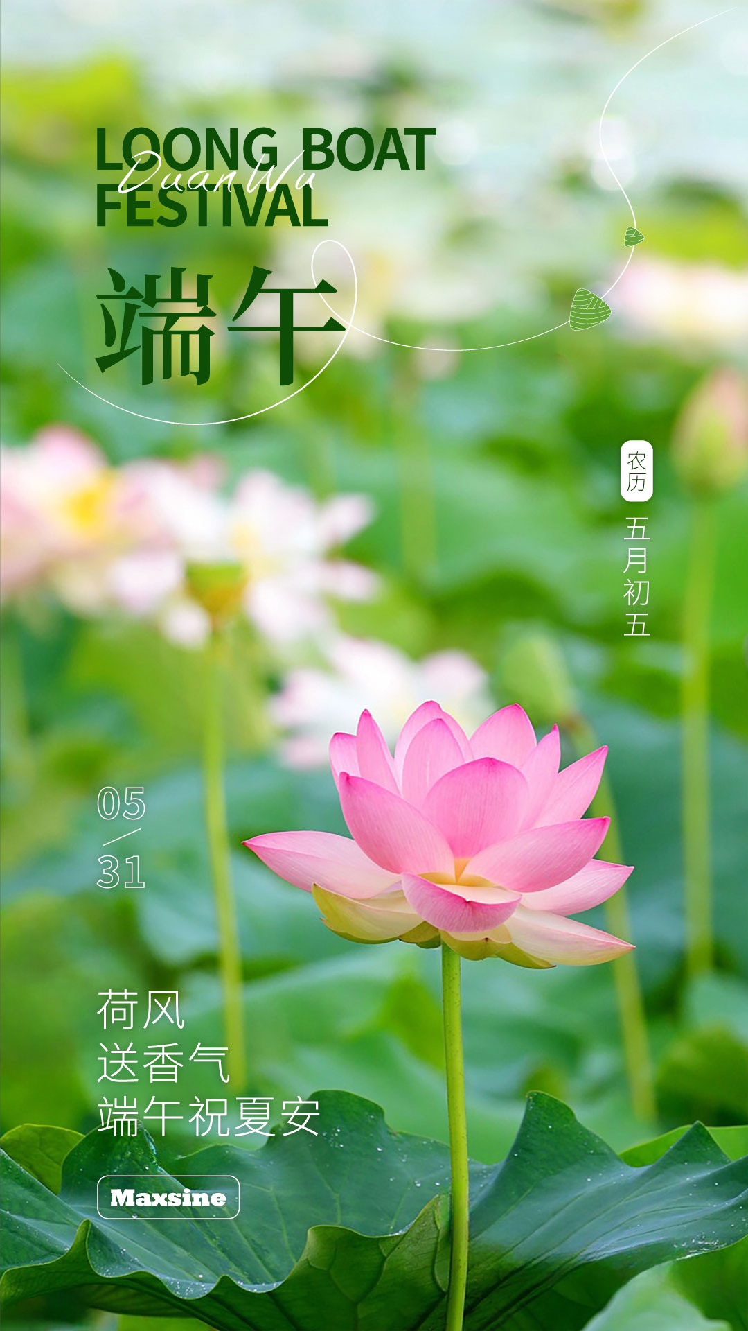 荷风送香气  端午祝夏安